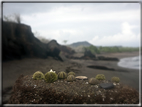 foto Flora e la fauna della Isole Galapagos